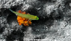 ...on my pillow by Claudia Weber-Gebert 